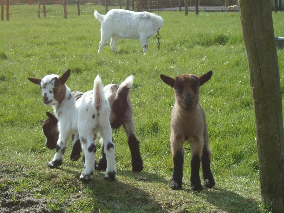 Minicamping Dorpszicht Gapinge Exterior foto