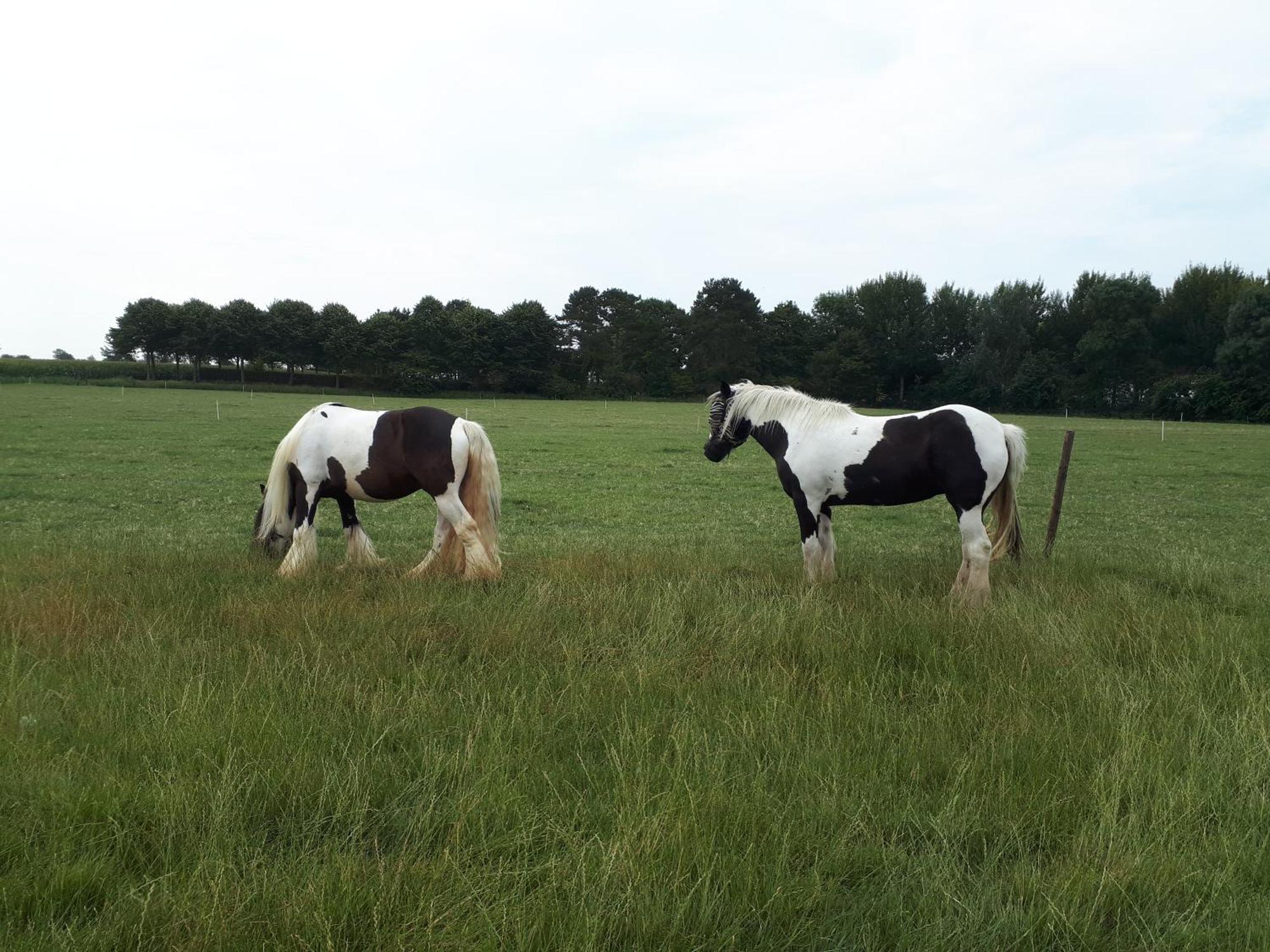 Minicamping Dorpszicht Gapinge Exterior foto